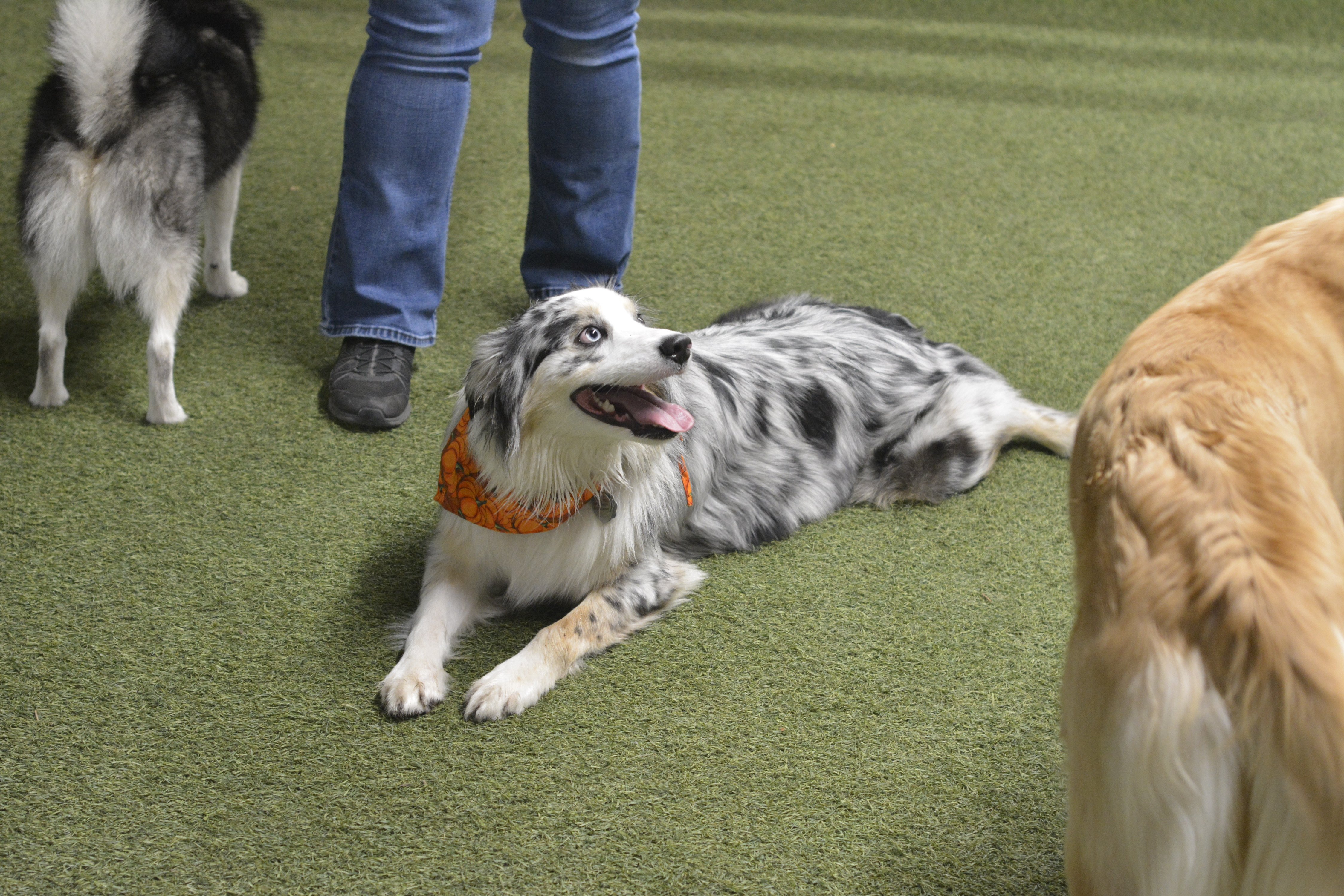 AustralianShepherd