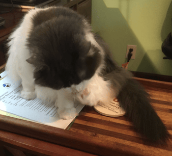 How to Trim Your Cat's Nails How to Trim Your Cat's Nails