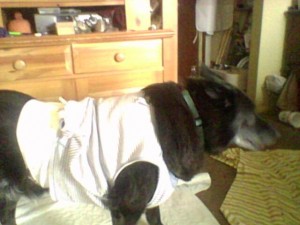 Scamp needed a shirt to protect the stitches he received after the other dog attacked him