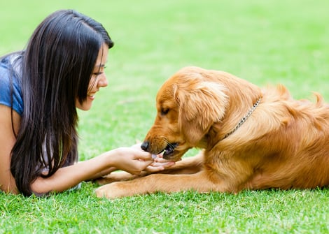 do dogs improve your health