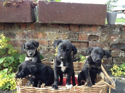 Shadow as a puppy
