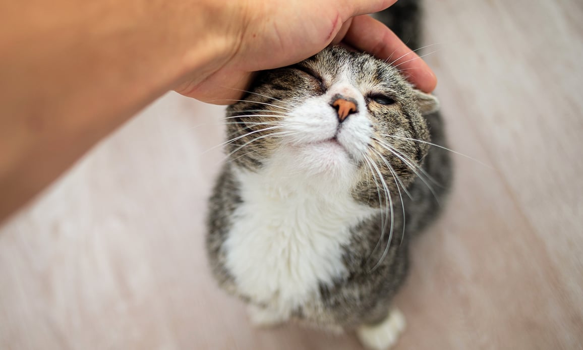 We’re honored to share that the Pepper Whiston Foundation has awarded One Health Organization $50,000 to help continue expanding access to veterinary care.