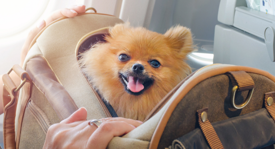 What You Need To Know about Traveling with a Pet-1