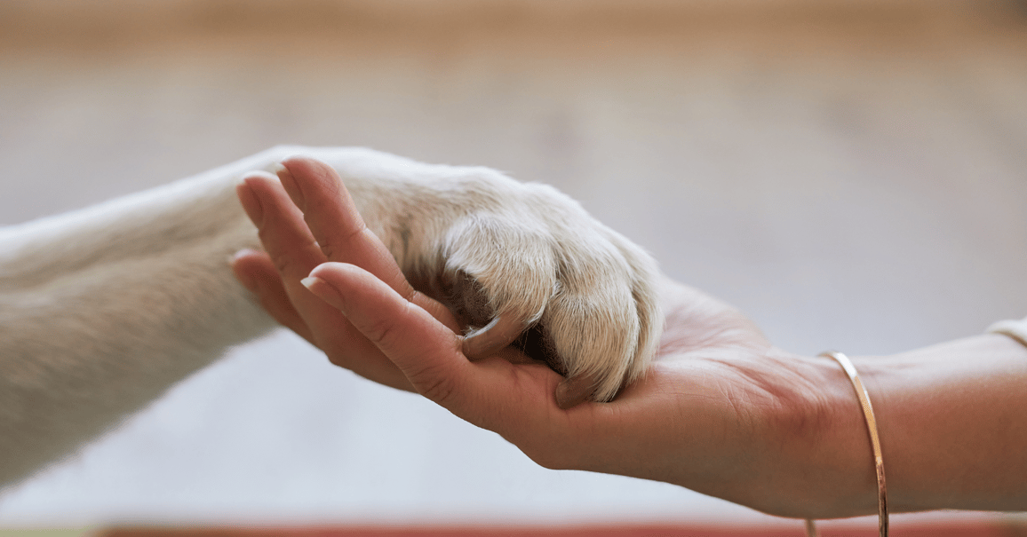 benefits of pets