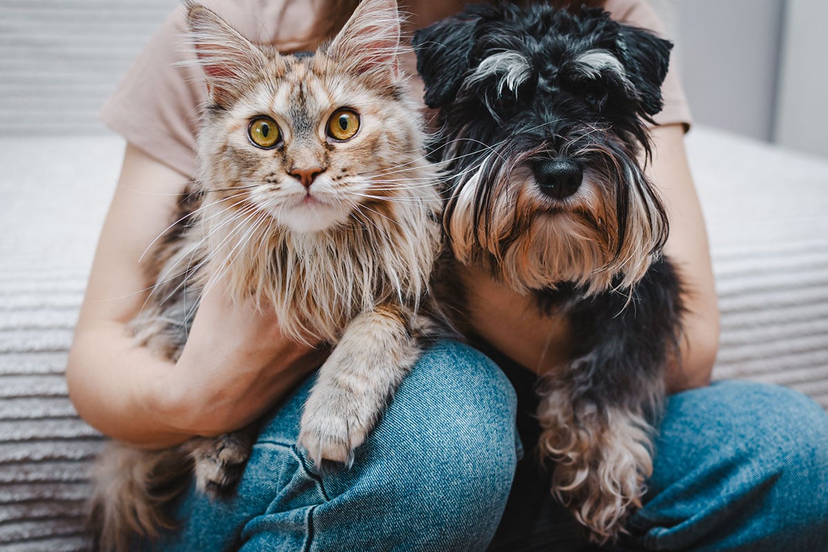 7 Tips for Finding and Keeping Affordable Pets