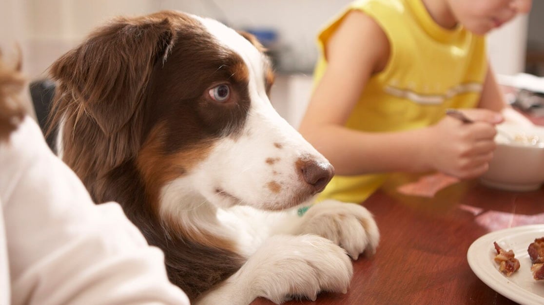 Begging-for-Table-Scraps-What-Human-Foods-Can-Dogs-Eat