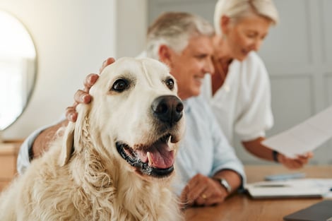 Is Pet Insurance Worth the Fetch?