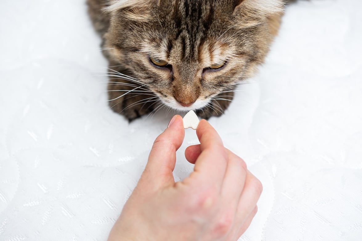 What Are the Best Vitamins for Cats? Do They Even Need Them?