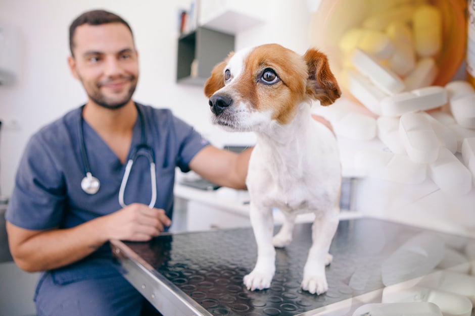 Donating Pet Prescriptions: Why Can’t I Pass Them Along?