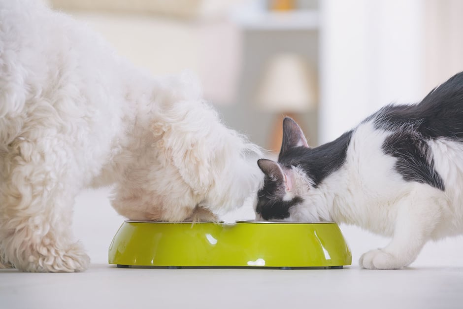 The Scoop on Pet Nutrition