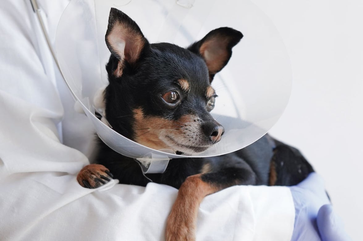 Spaying and Neutering Is Good for Your Pet — and for the World