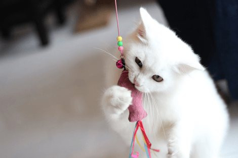 Is Your Cat Living Their Best Life Affordable DIY Cat Enrichment