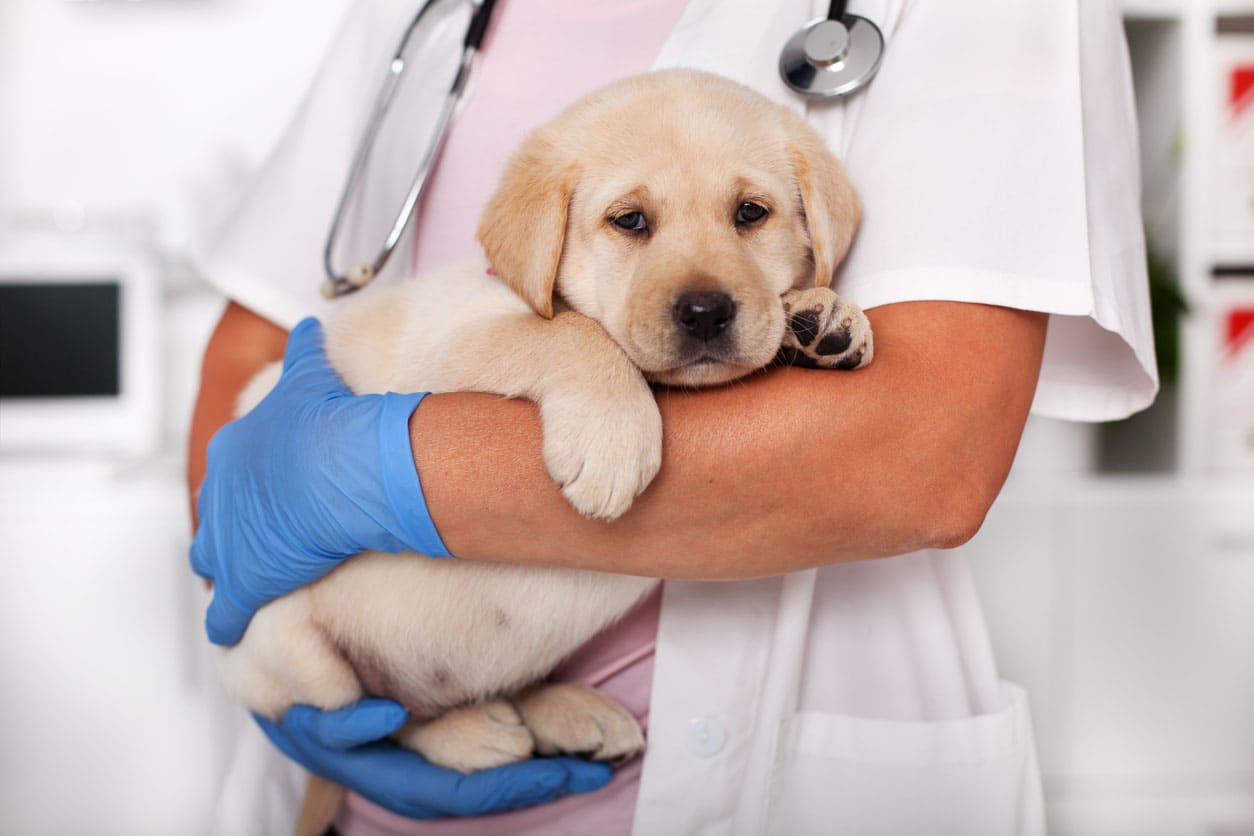 Top can my vaccinated dog get parvo Online