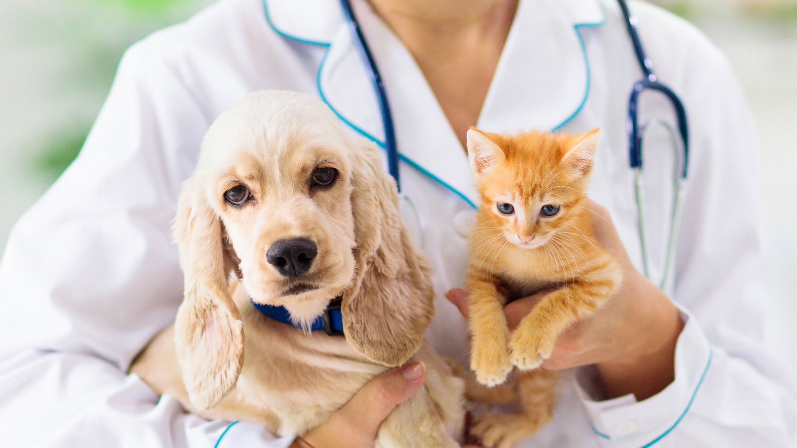 Volunteer for Pets Veterinary Care