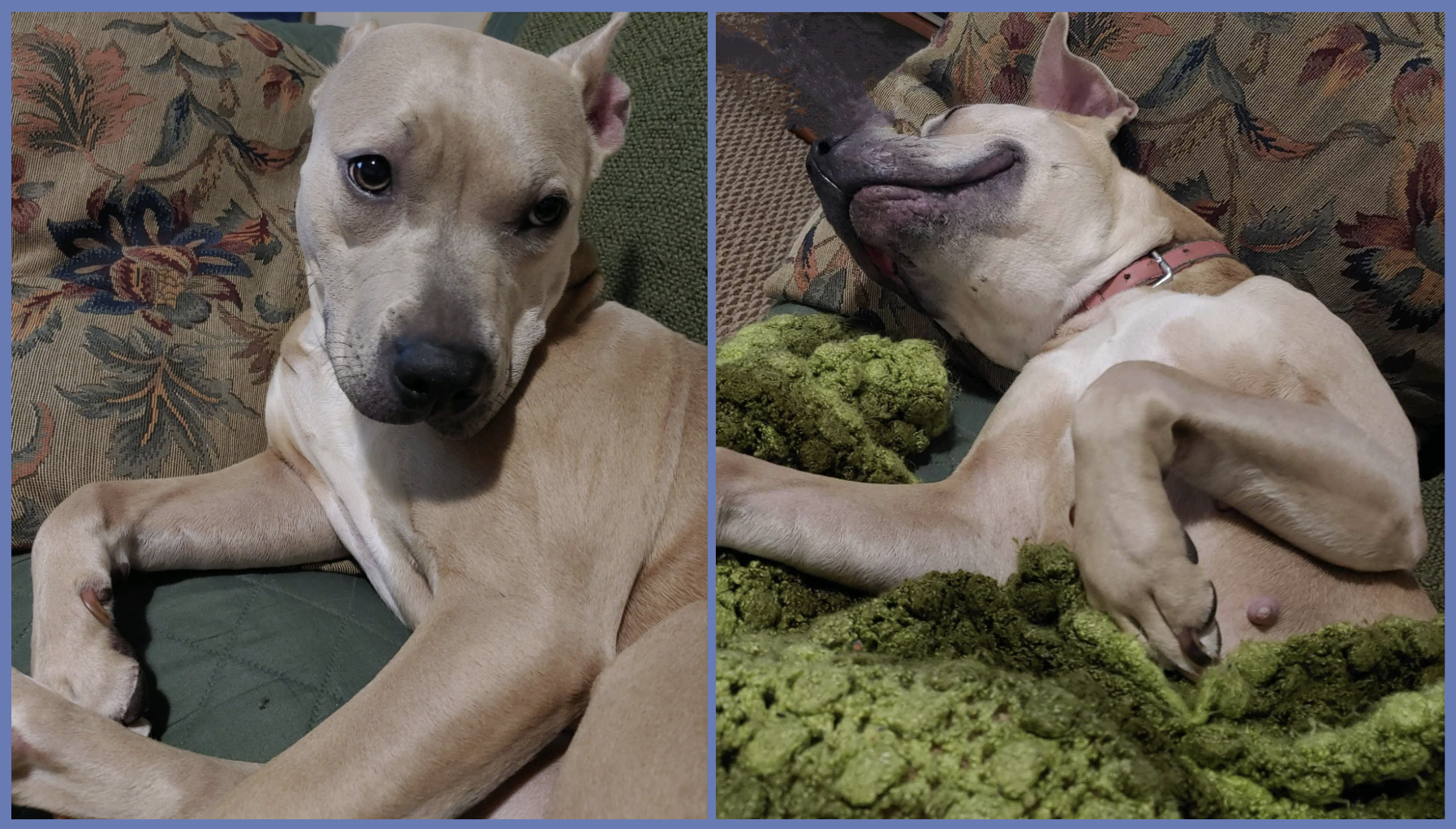 blog-pet-header