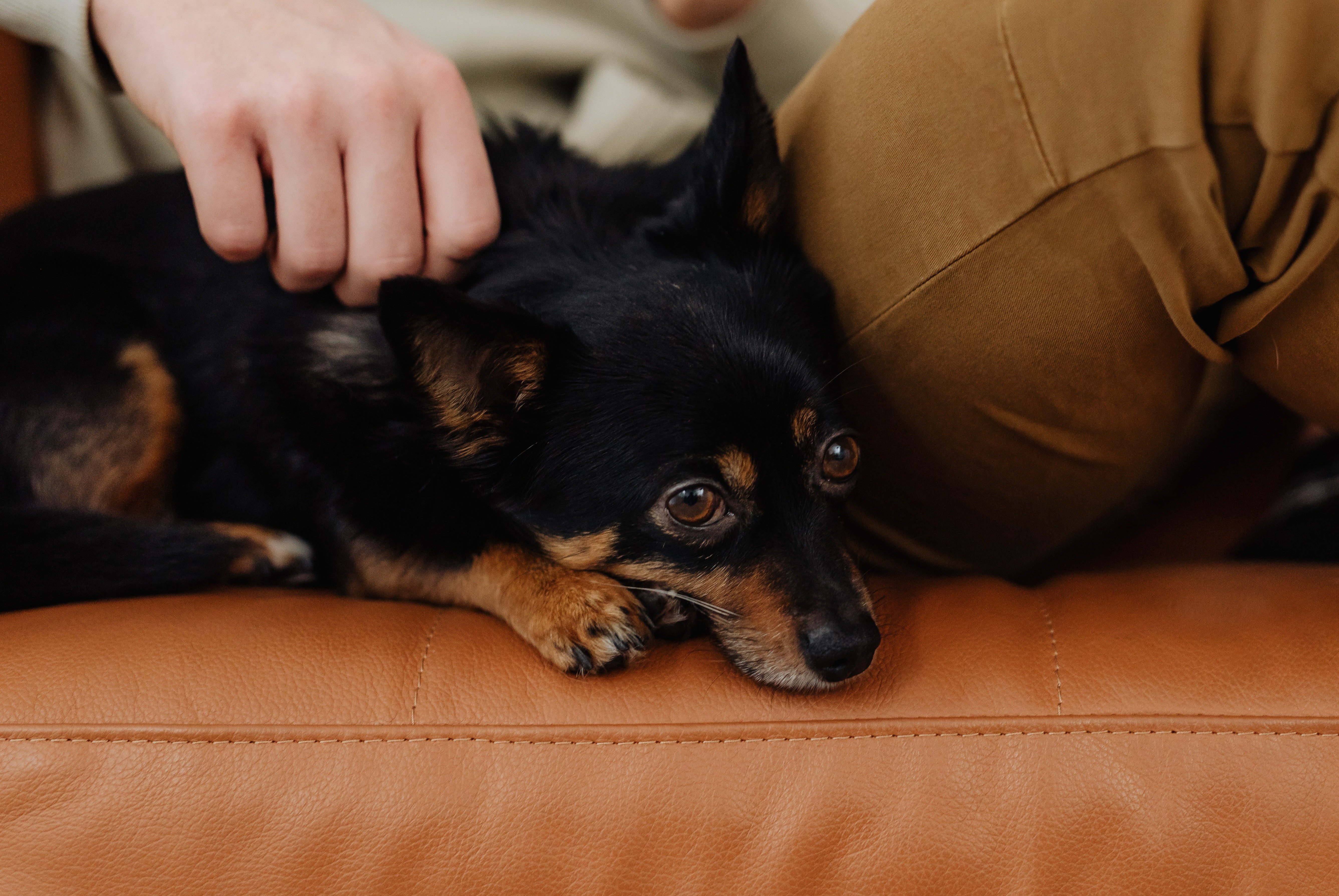 Is It Time to Euthanize My Dog or Cat? 5 Things to Consider