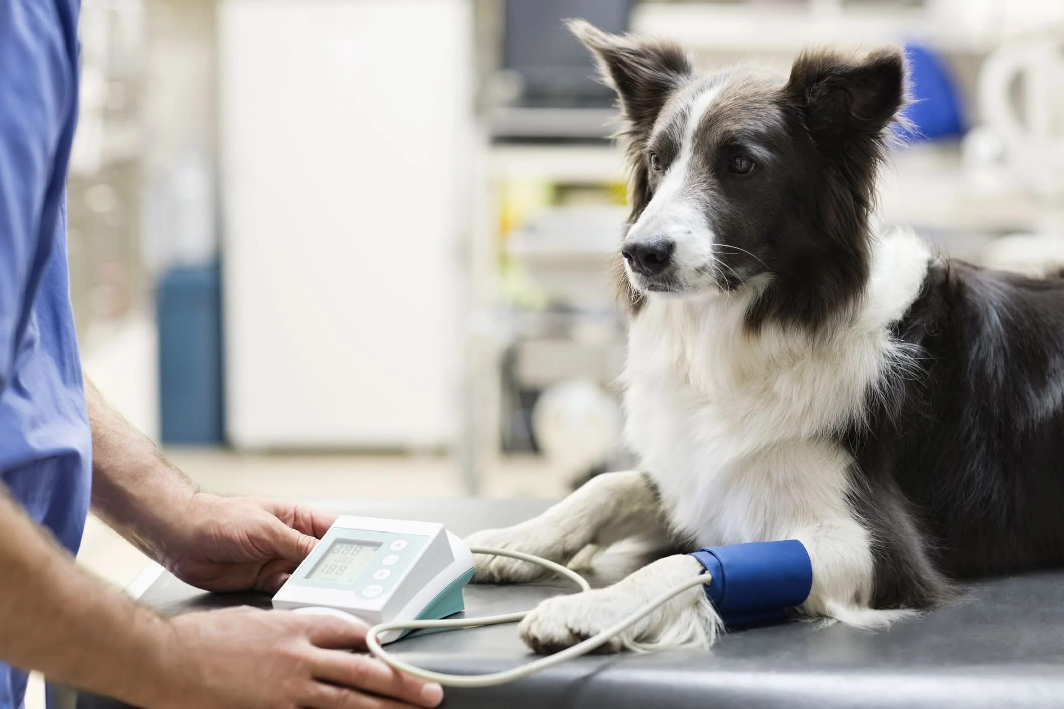 Pet Welfare: Healthy Pets = Happy People Pet Welfare: Healthy Pets = Happy People