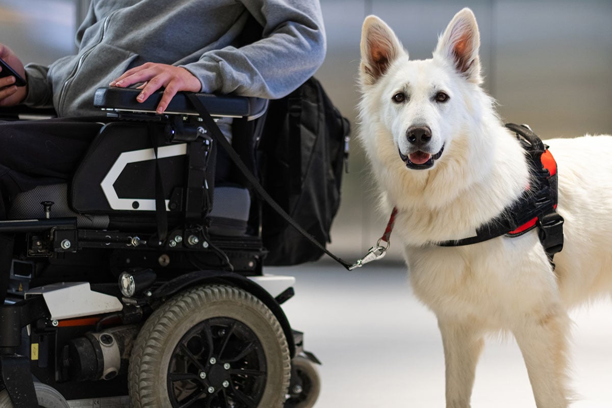 Learning the Difference between an Emotional Support vs. Service Animal