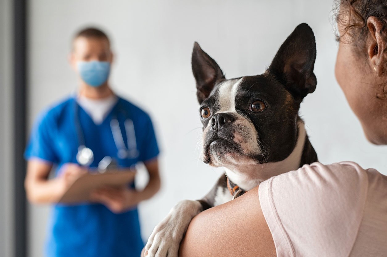How to Know When to Take Your Dog or Cat to the Vet
