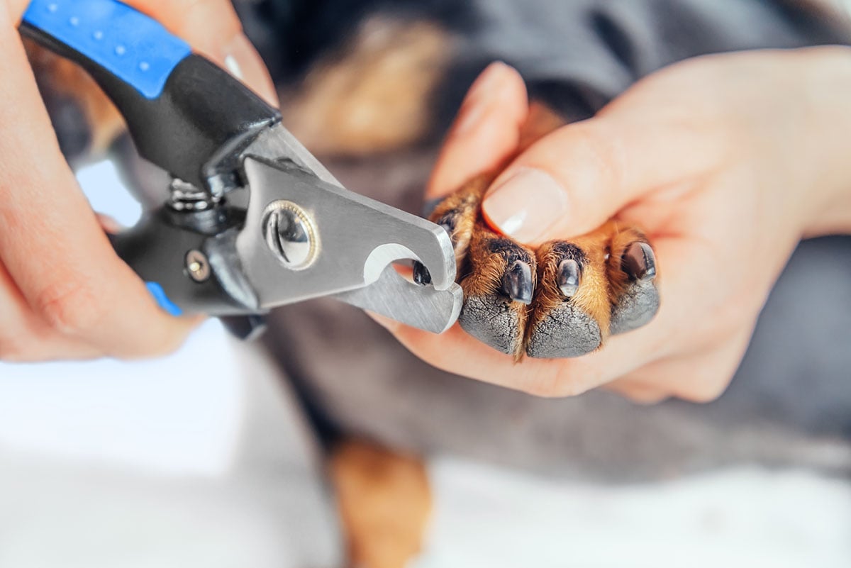 How to cut dog's nails at home l Lana Paws Blog