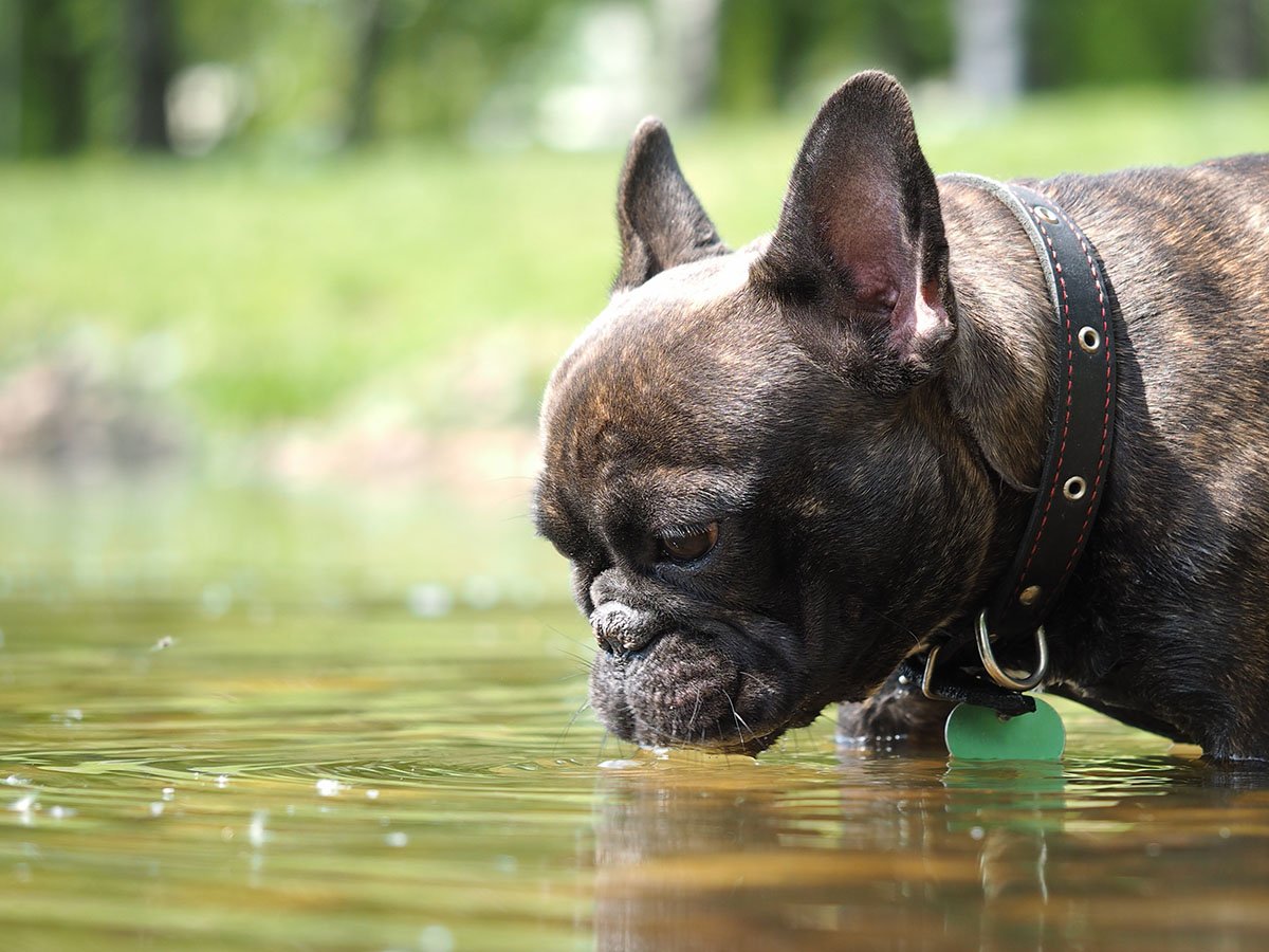 how do they test for leptospirosis in dogs