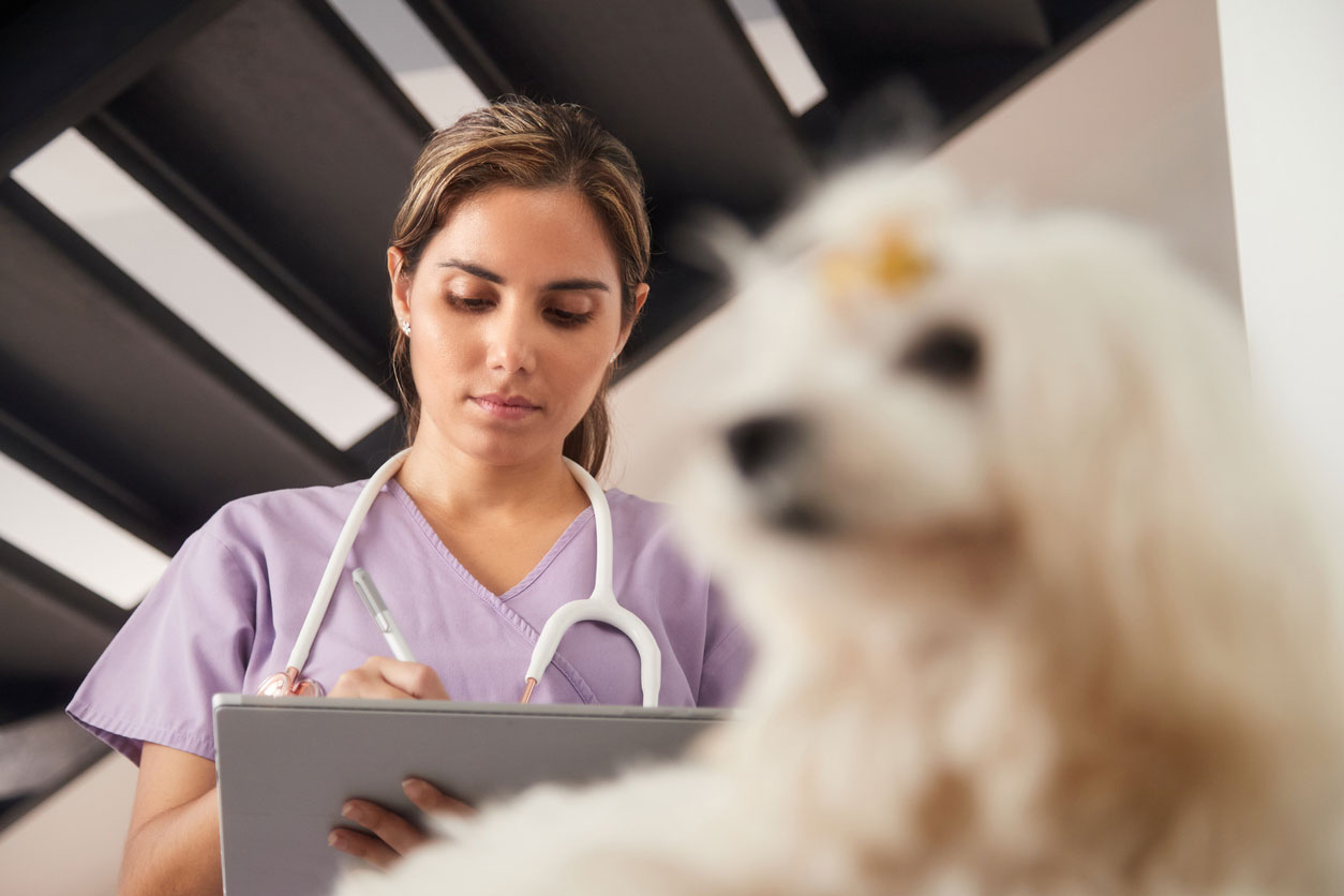 Affordable Pet Care Clinic Near Me / Kathy Andrews Animal Wellness