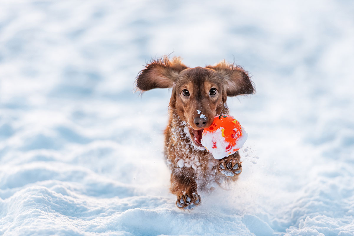 Dogs in Cold Weather: Tips and Tricks to Keep them Warm and Happy - Puppy Cold Weather Tips And Tricks