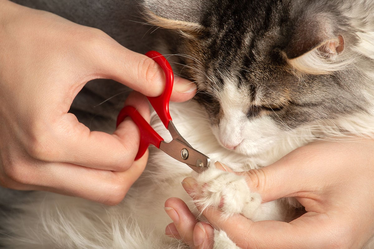 Clipping Bengal Cat's Claws