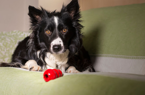 Entertaining and Exercising Your Pet with Safe Dog Toys